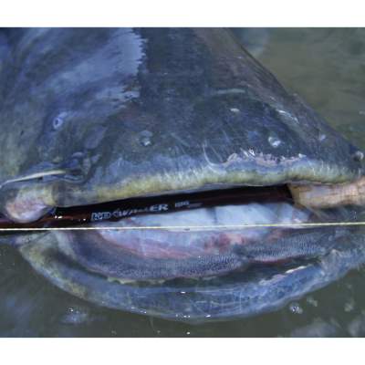 Krawaller Catfish Traum Kombo,