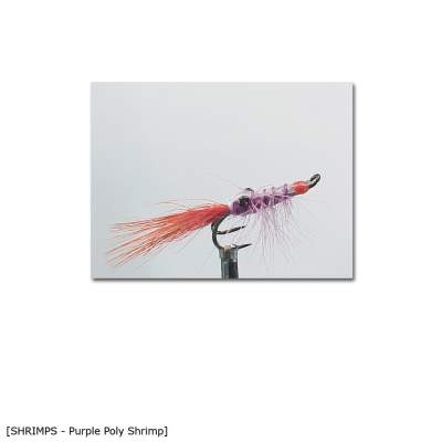 X-Version Fly Purple Poly Shrimp 6, - Gr.06 - 1Stück - 54