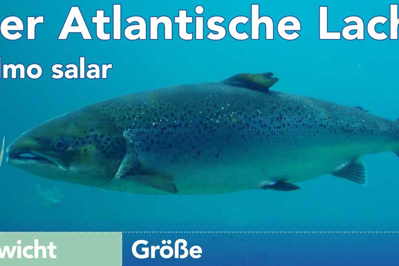 Der Atlantische Lachs