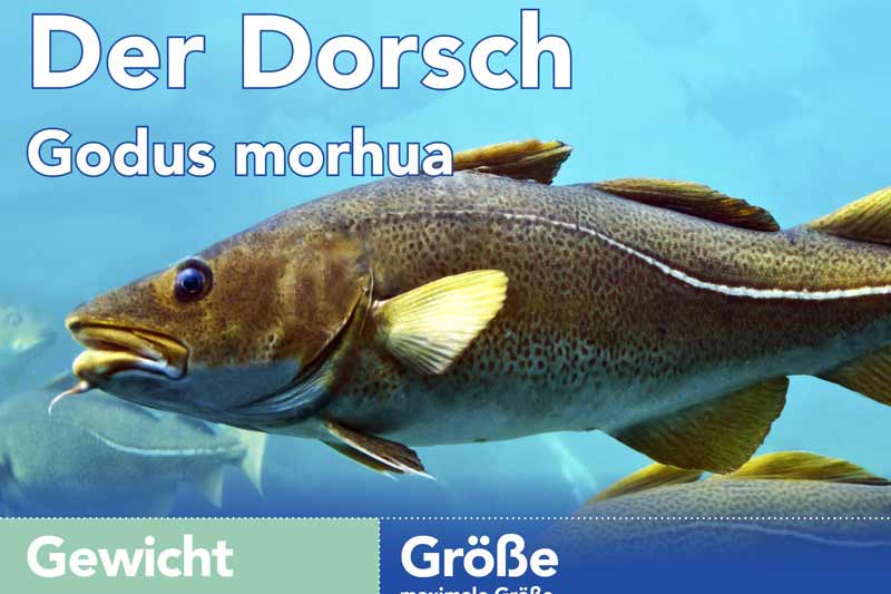 Der Dorsch