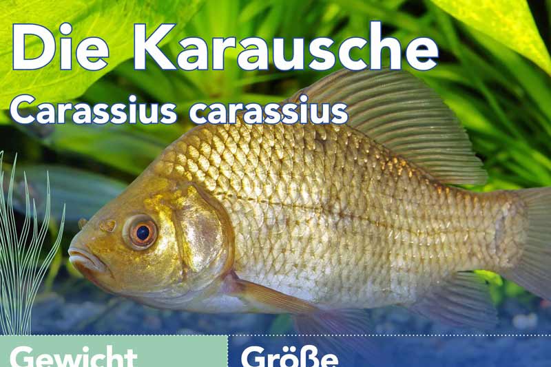 Die Karausche