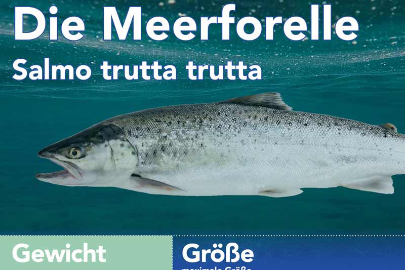 Die Meerforelle