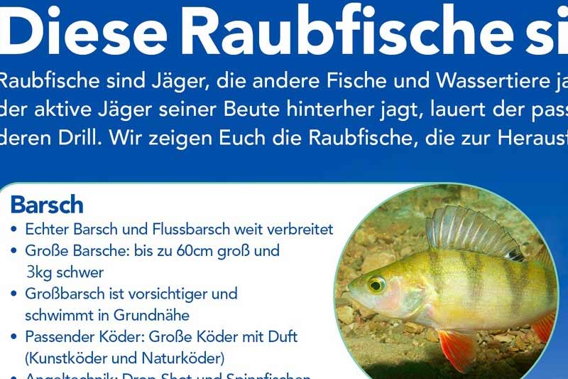 Diese Raubfische sind echte Herausforderungen