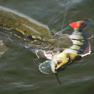 Westin Percy the Perch Hybrid - Swimbait 20cm - Bling Perch - 100g - 1 Stück