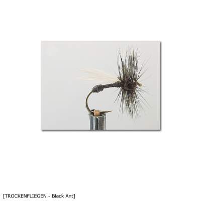 X-Version Fly Trockenfliege BLACK ANT 14 Gr.14 - 1Stück - 19