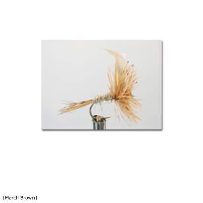 X-Version Fly Trockenfliege MARCH BROWN 10 Gr.10 - 1Stück - 18