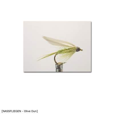 X-Version Fly Nassfliege OLIVE DUN 12 Gr.12 - 1Stück - 42