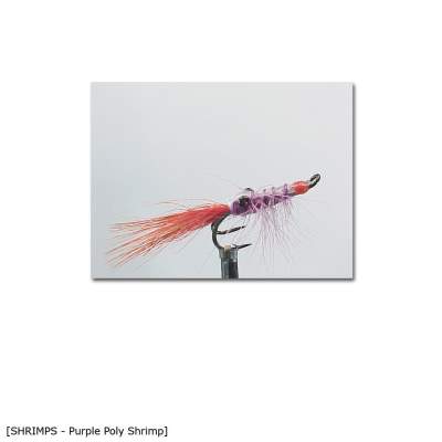 X-Version Fly Purple Poly Shrimp 8, - Gr.8 - 1Stück - 54