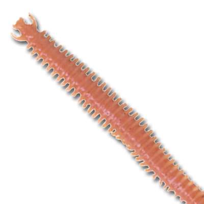 Berkley Gulp Saltwater Nereis/Seeringelwurm 10 N 10cm - natural - 15Stück