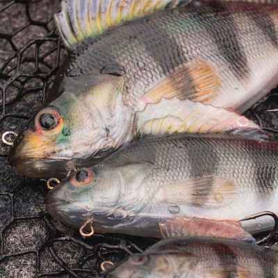 Fox Rage Ultra-Realistic Perch Replicant - Swimbait 10cm - Perch - 22g