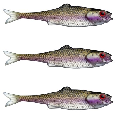 Rainbow Trout