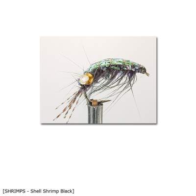 X-Version Fly Shell Shrimp B 12, - black - Gr.12 - 1Stück - 52