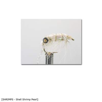 X-Version Fly Shell Shrimp P 12 pearl - Gr.12 - 1Stück - 51