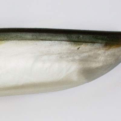 Lunker City Fin-S Fish 7,0 AS, - 17,5cm - Arkansas Shiner  - 5Stück