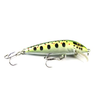 Clown Trout