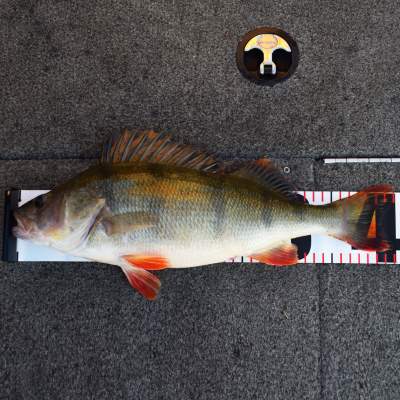 Senshu The Perch Master Meassure Scale,