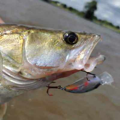 Viper Pro Team Fishing Brothers Crankbaitbox Limited Edition 5 Wobbler - versch. Farben - versch. Lauftiefen