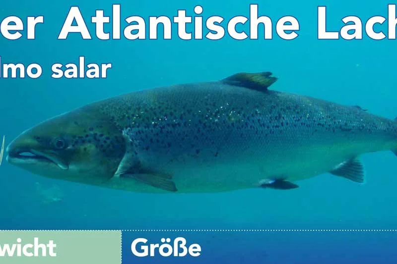 Der Atlantische Lachs