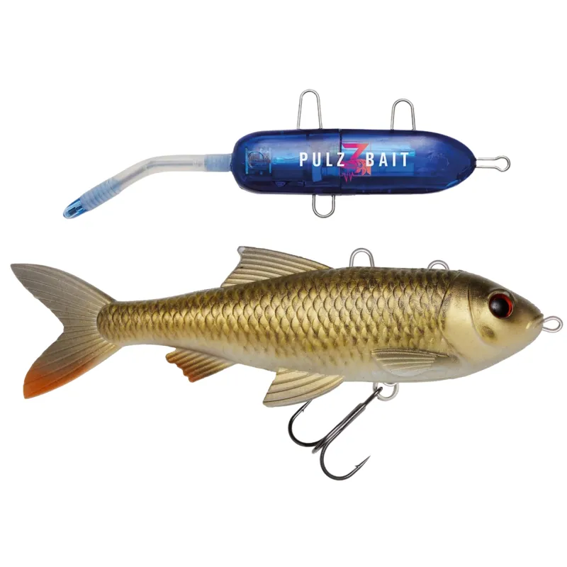 Crucian Carp