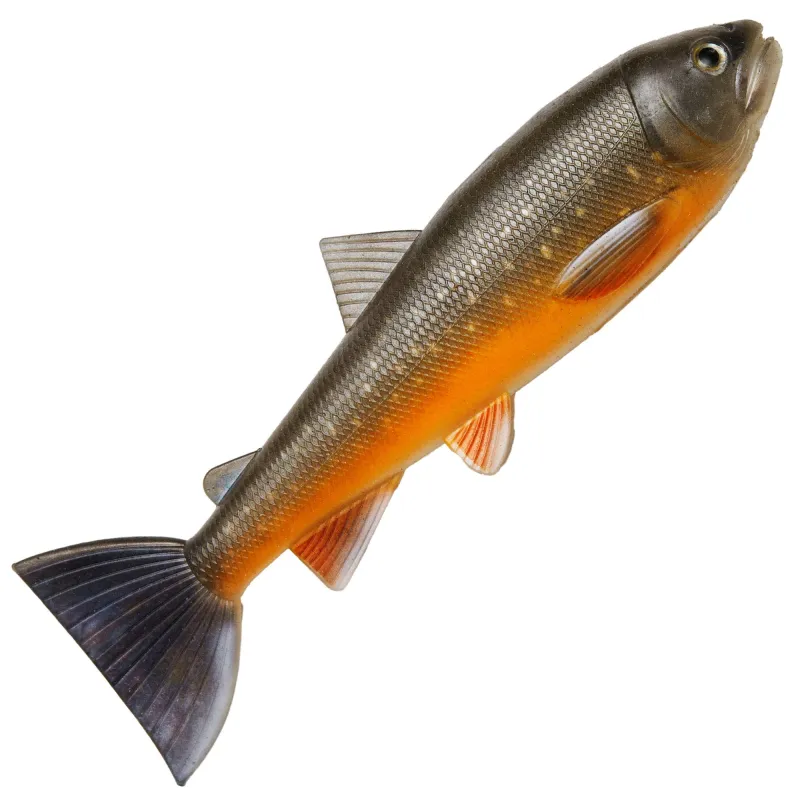 Arctic Char