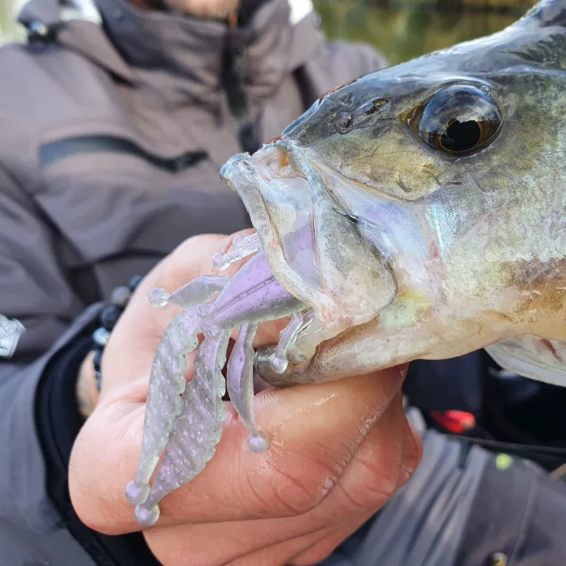Senshu Asuka Craw 9cm - Motoroil - 5,9g - 10 Stück