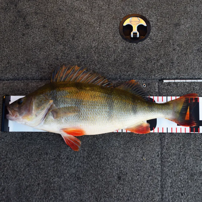 Senshu The Perch Master Meassure Scale