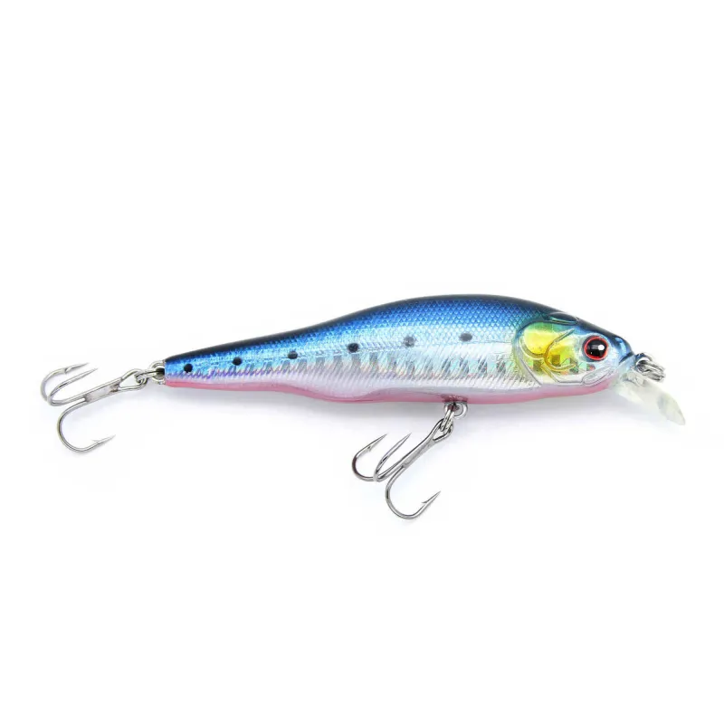 Sardine Orange Belly