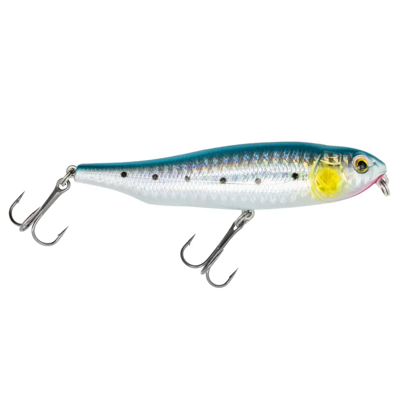 Sardine