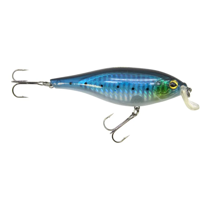 Sardine