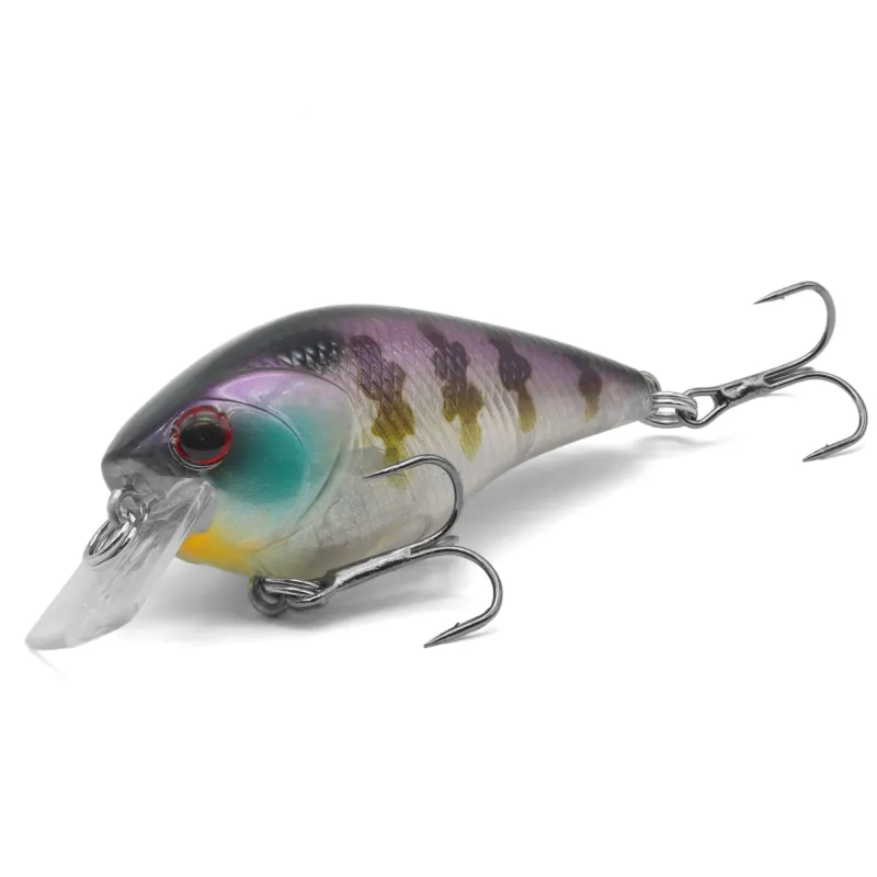 Purple Perch