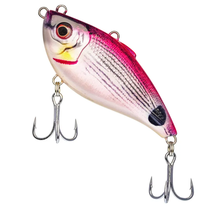 Pink Saddled Bream