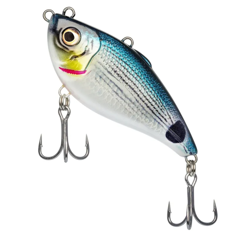 Saddled Bream