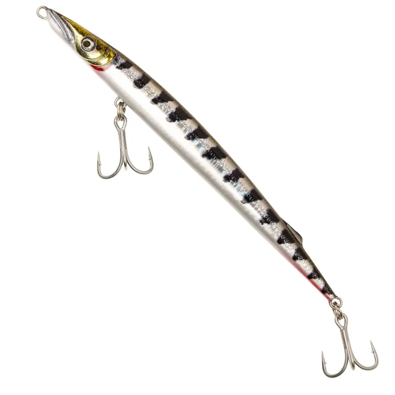 Barracuda