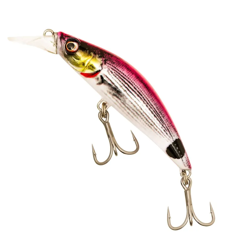 Pink Saddled Bream
